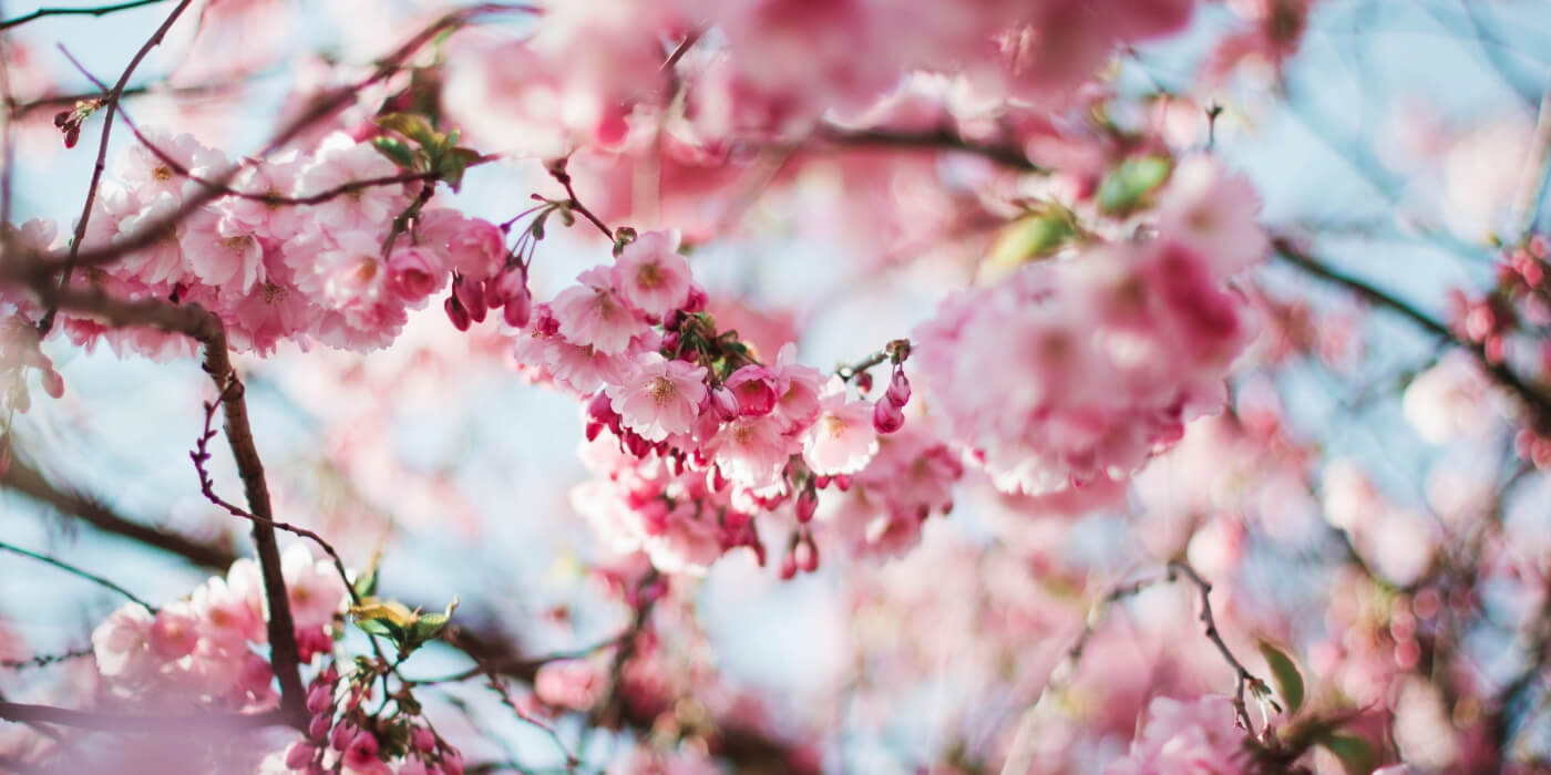 Best Time To Sell A House – Spring Has Sprung!